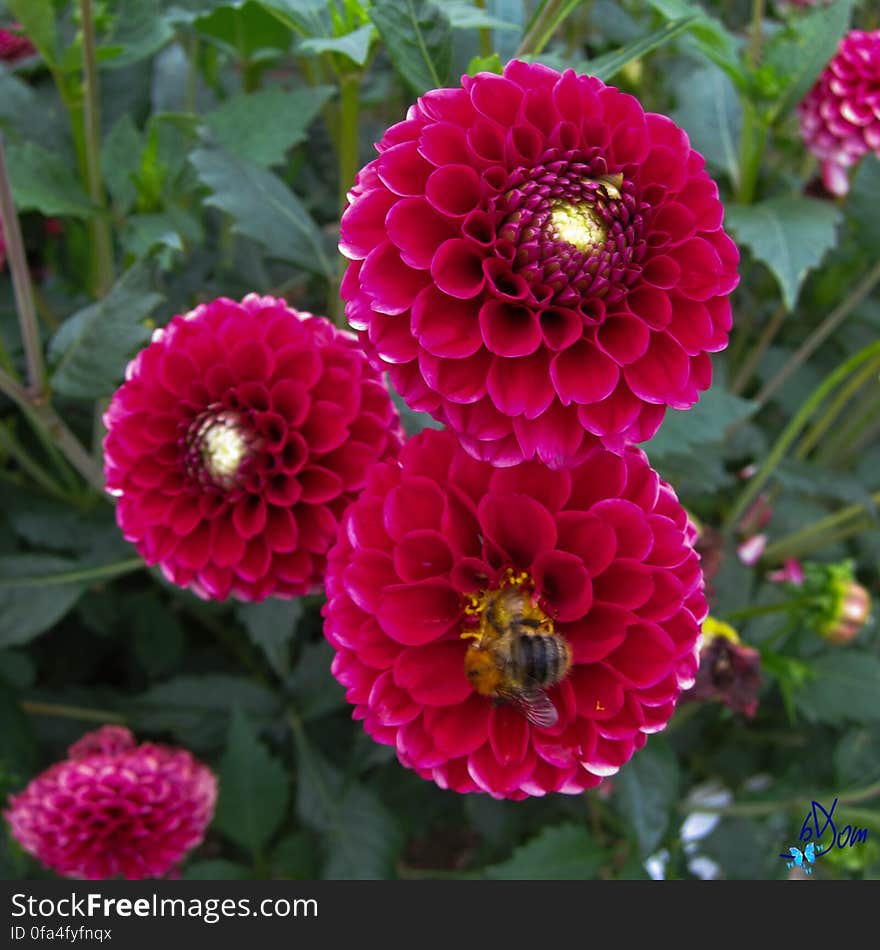 Dahlias