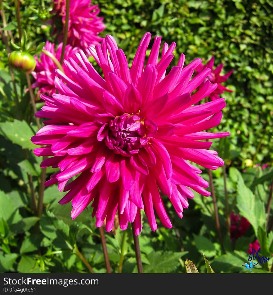 Dahlias