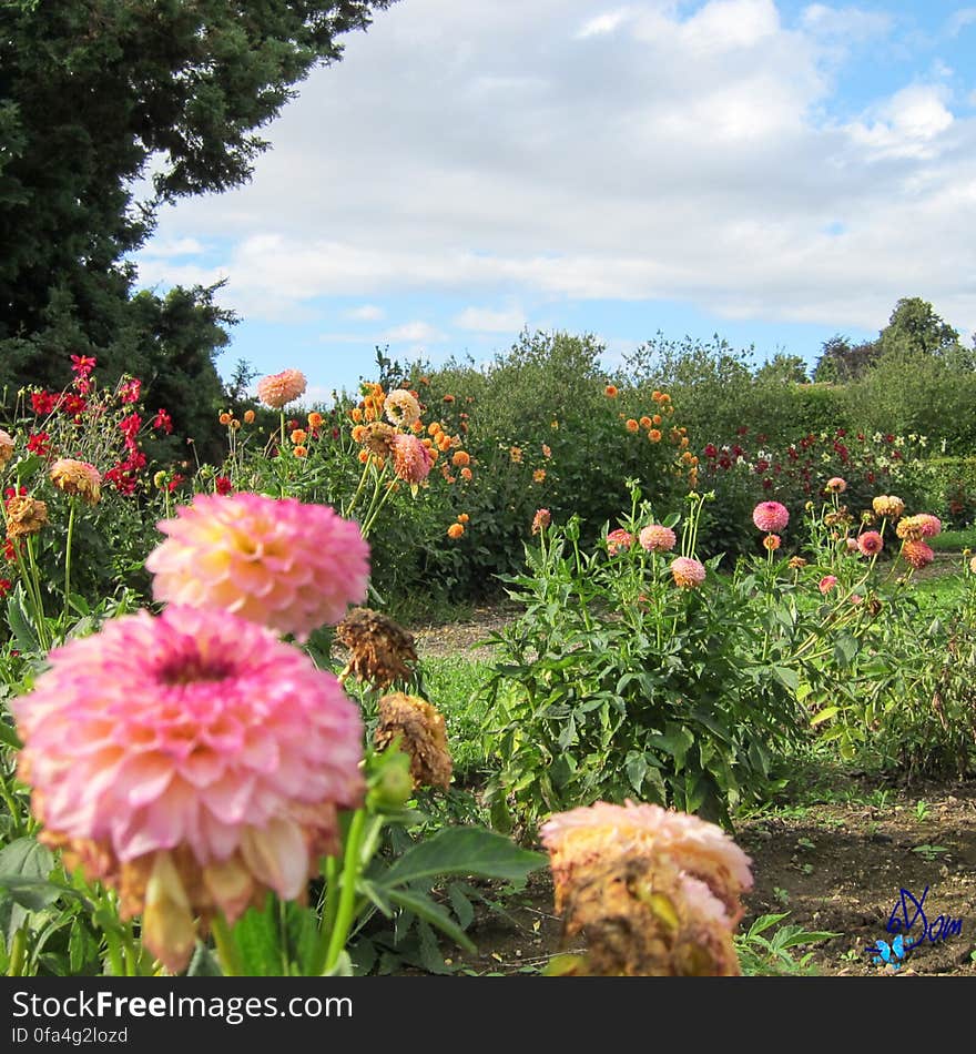 Dahlias