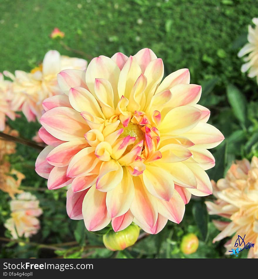 Dahlias