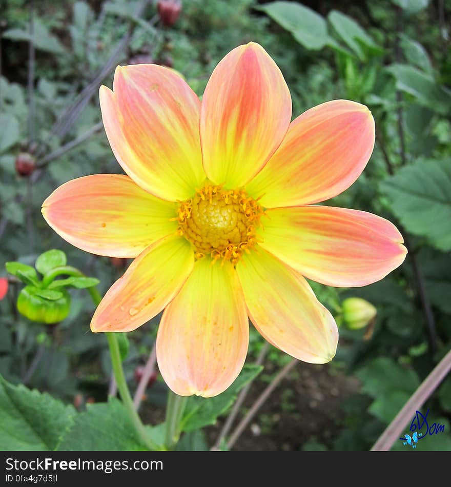 Dahlias