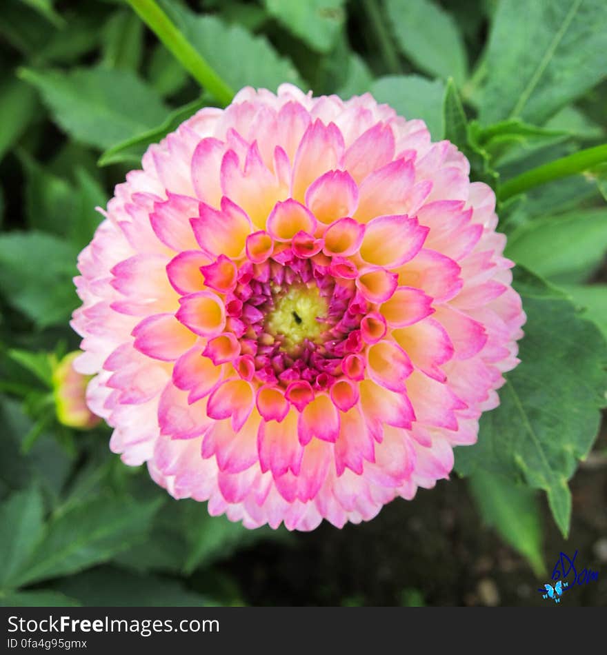 Dahlias