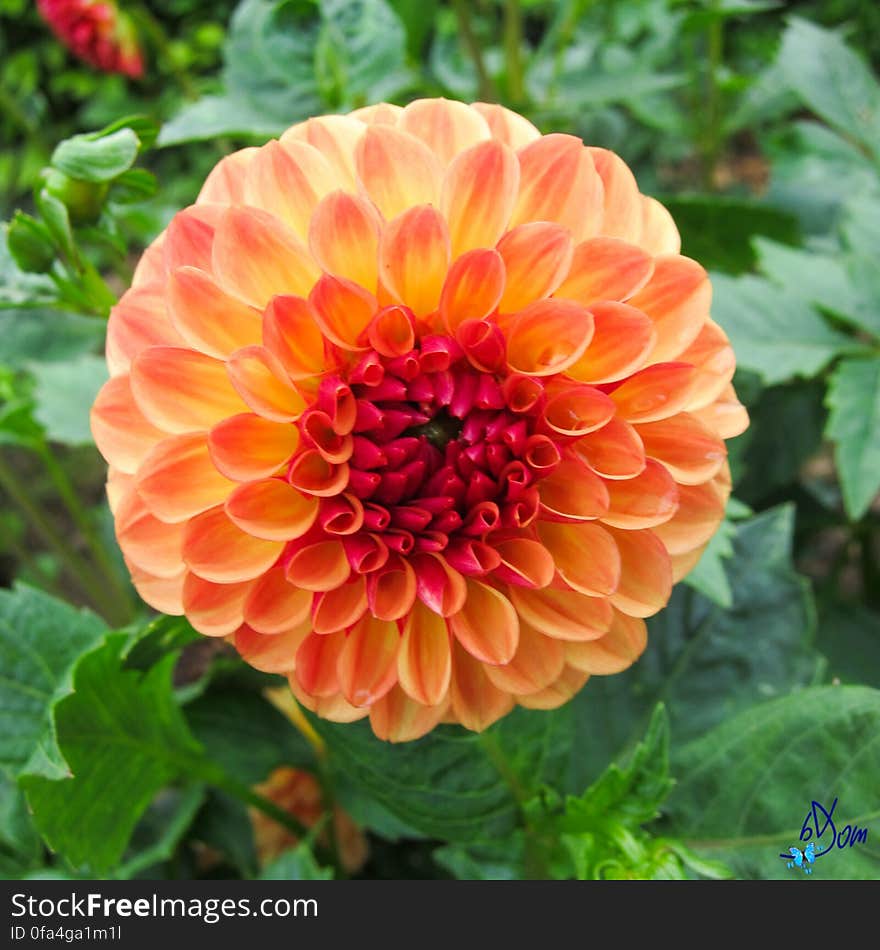 Dahlias