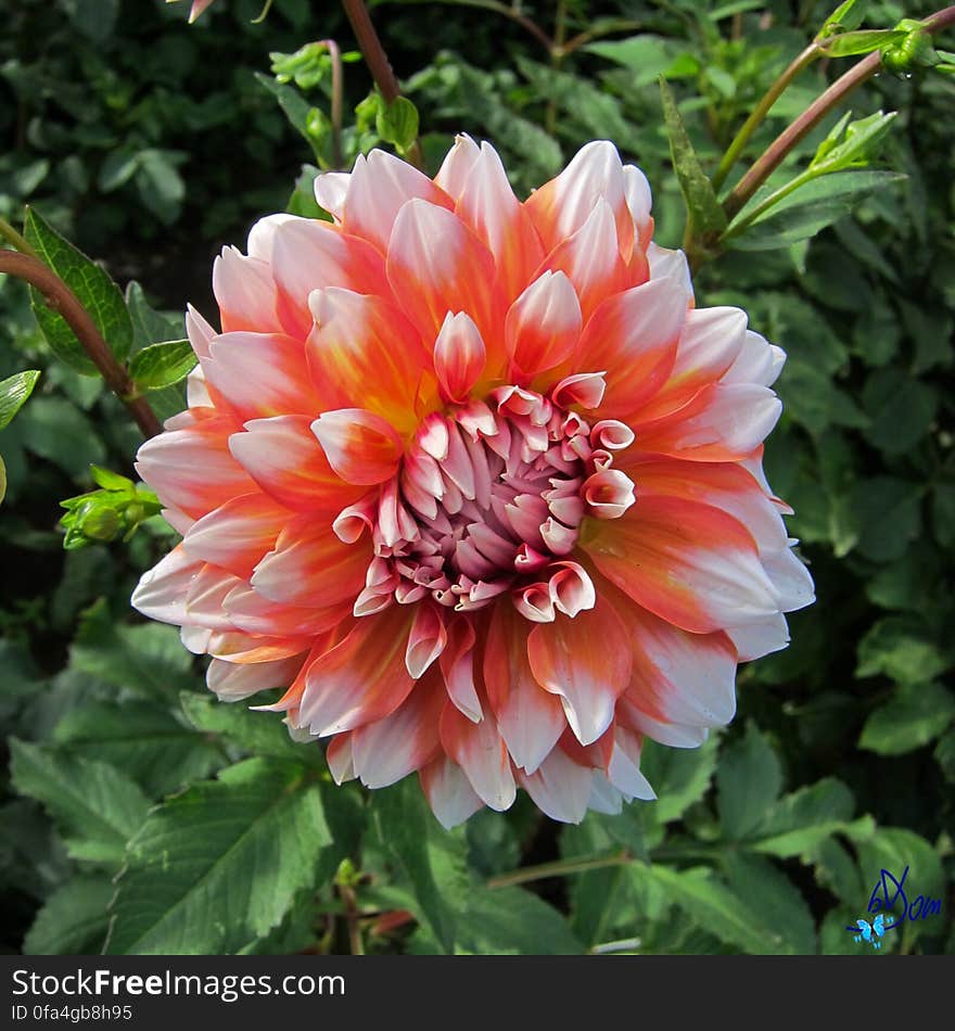 Dahlias