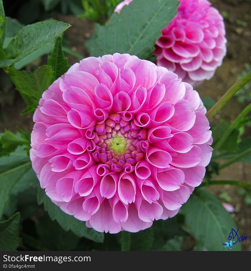 Dahlias