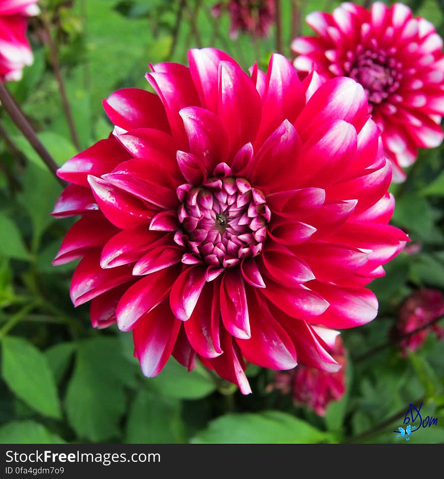 Dahlias