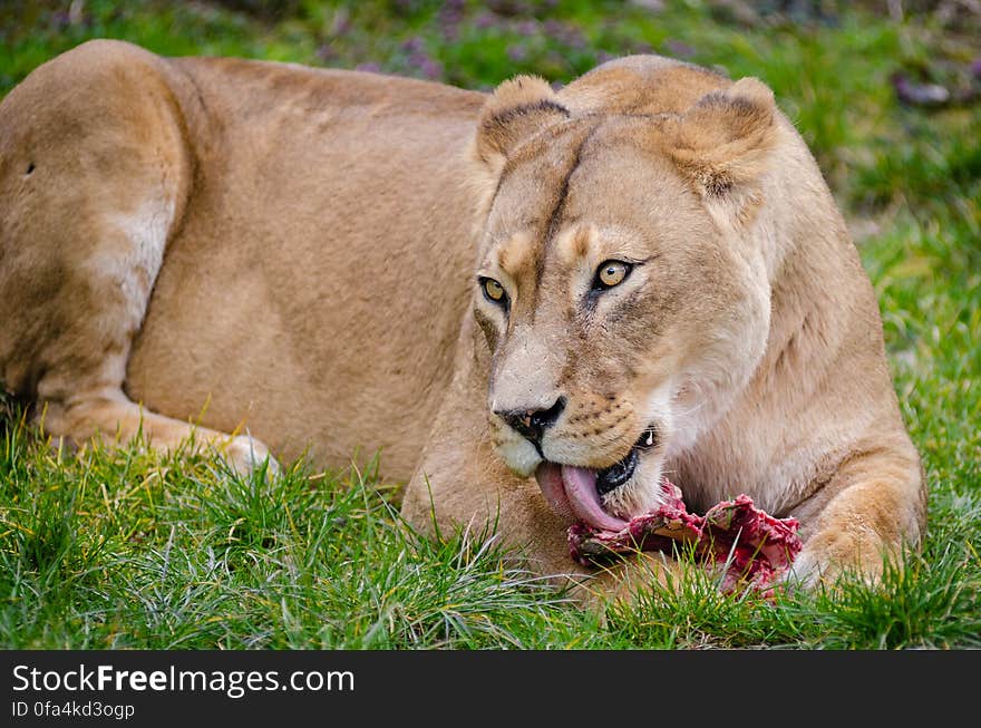 Lioness on Grass Eating