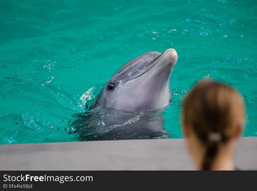 Grey Dolphin on Water in Selective Focus Photography