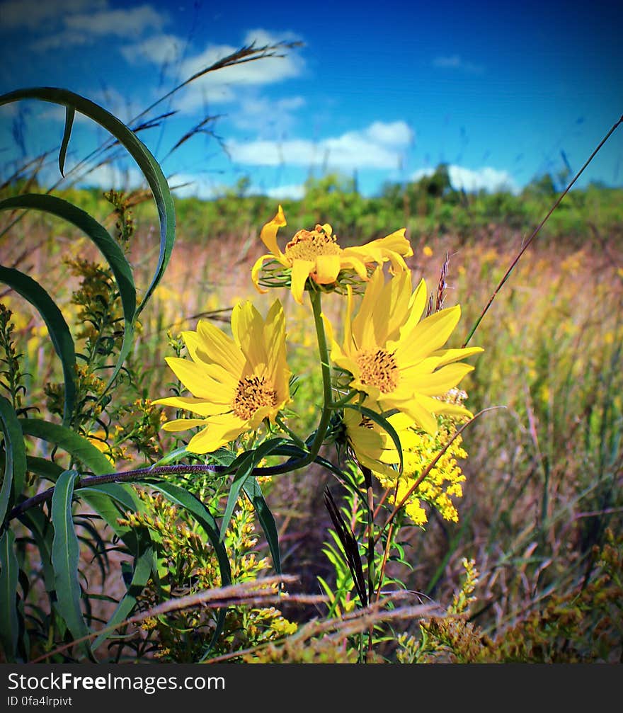 Yellow Petaled Flowers on Bloom at Daytime