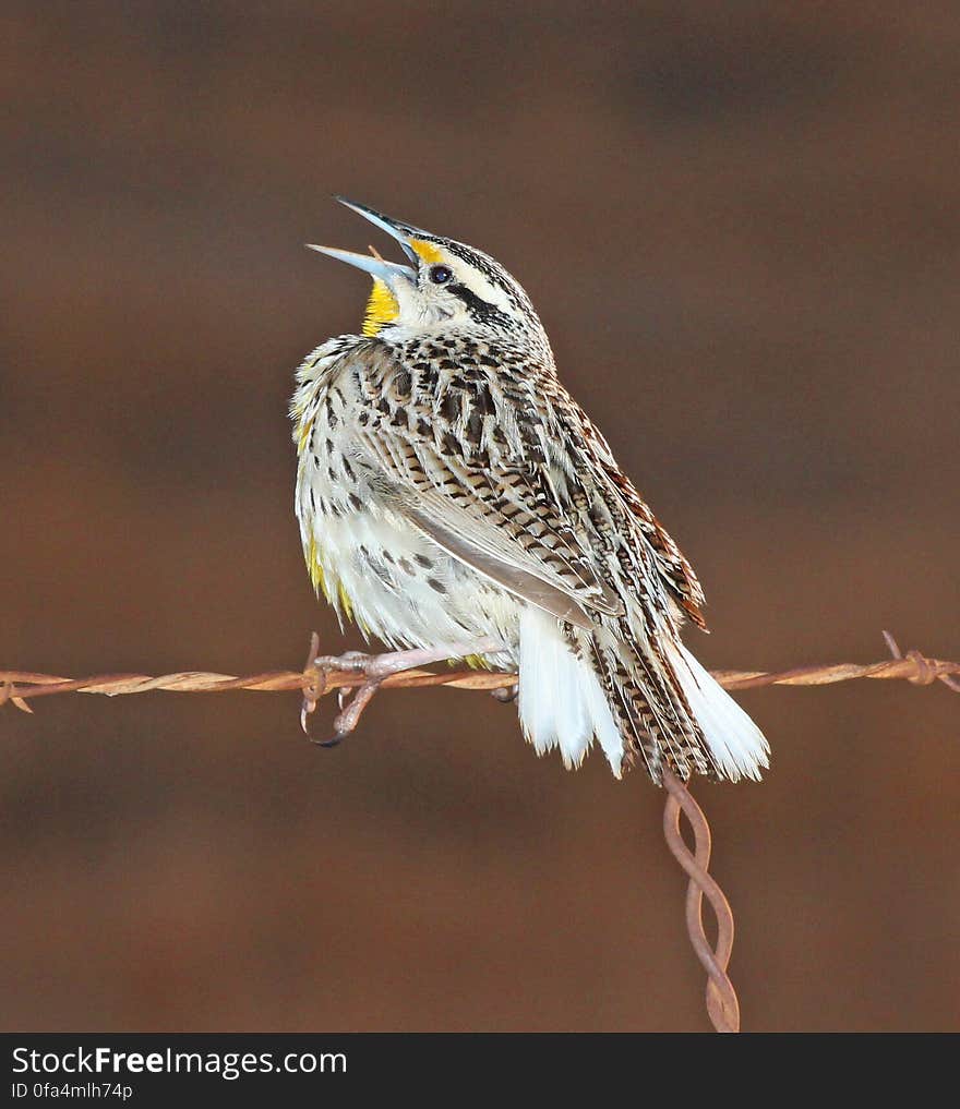 Grey and White Bird on Barbed Wire