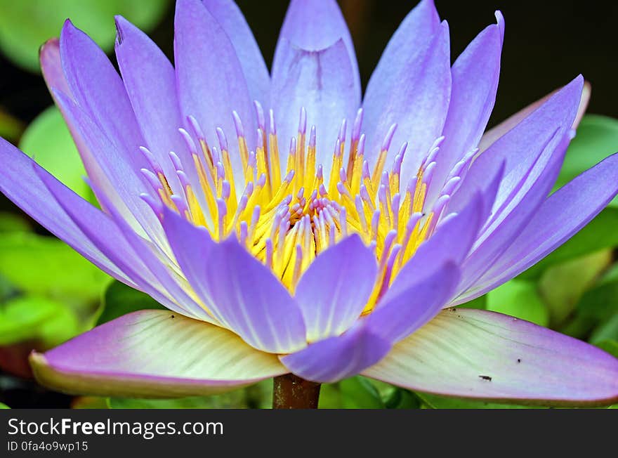 Purple Petaled Flower