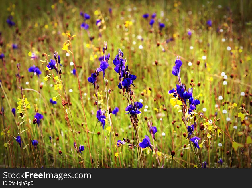 Purple Flower Closeup Photography