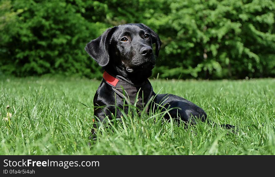 Black Labrador Retriever Lying on Grasses