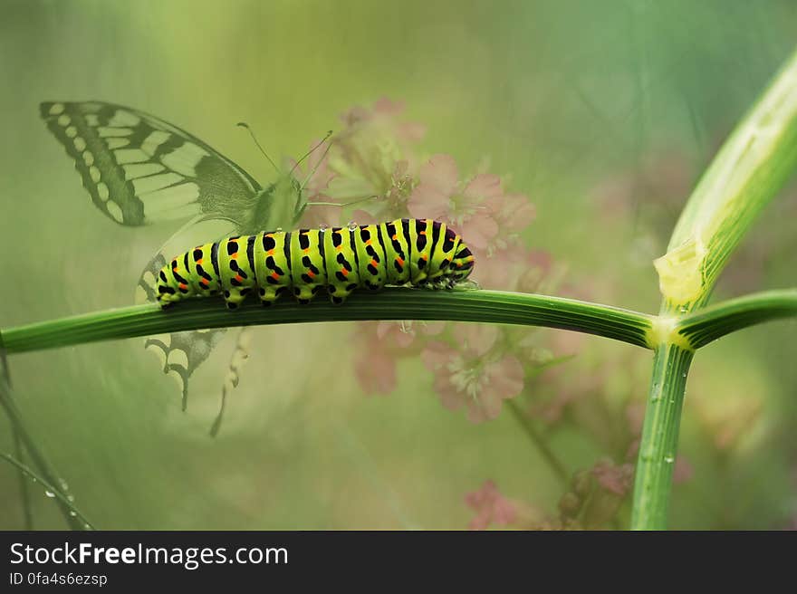 Green Caterpillar on Green Plant Stem