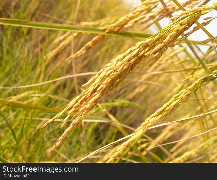 Close Up Photo of Rice Grains during Daytime