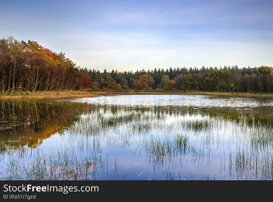 Shallow lake with rushes (reeds) growing within it and bordered by a fir forest, pale blue sky. Shallow lake with rushes (reeds) growing within it and bordered by a fir forest, pale blue sky.