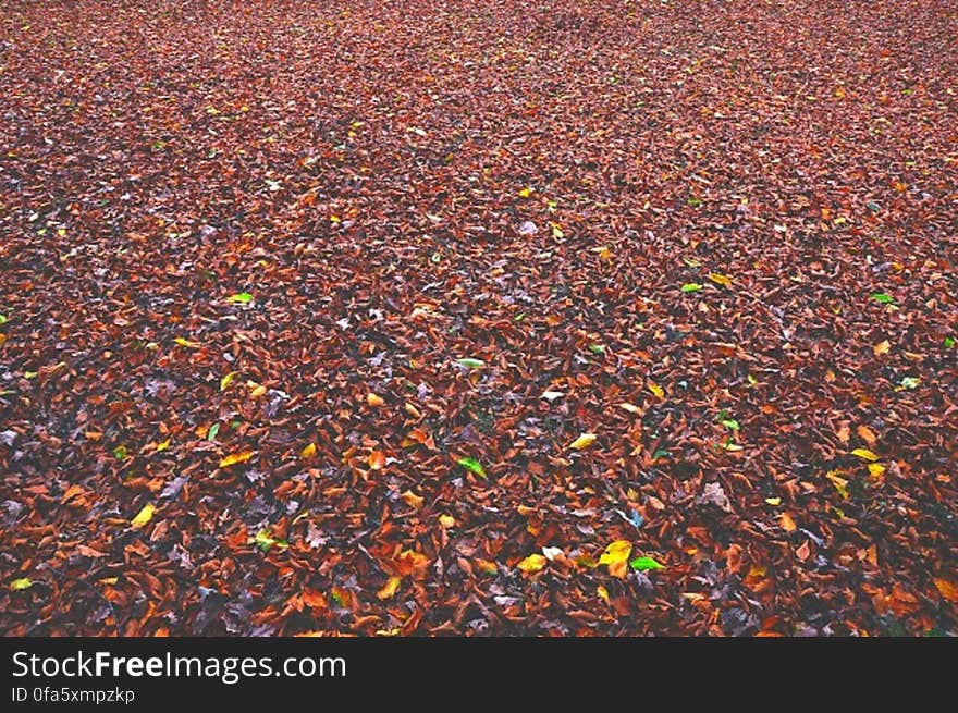 The ground covered in colorful fallen autumn leaves.