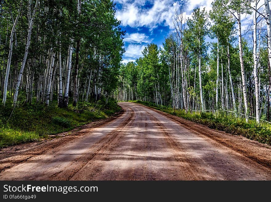 Road receding through countryside past forest of Aspen trees.