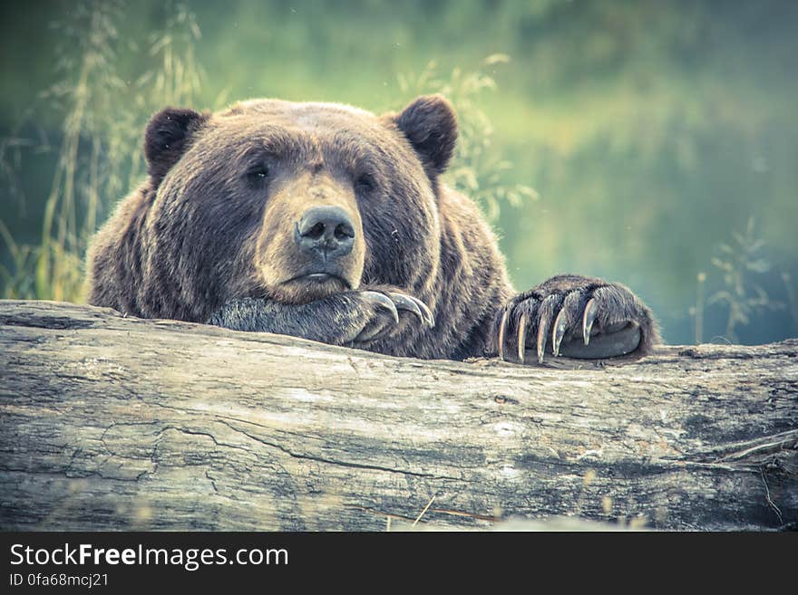 A close up of a grizzly bear`s head lurking from behind a fallen tree trunk. A close up of a grizzly bear`s head lurking from behind a fallen tree trunk.