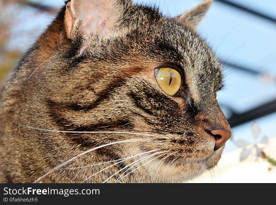 Close up profile portrait of domestic short haired tabby cat outdoors on sunny day. Close up profile portrait of domestic short haired tabby cat outdoors on sunny day.