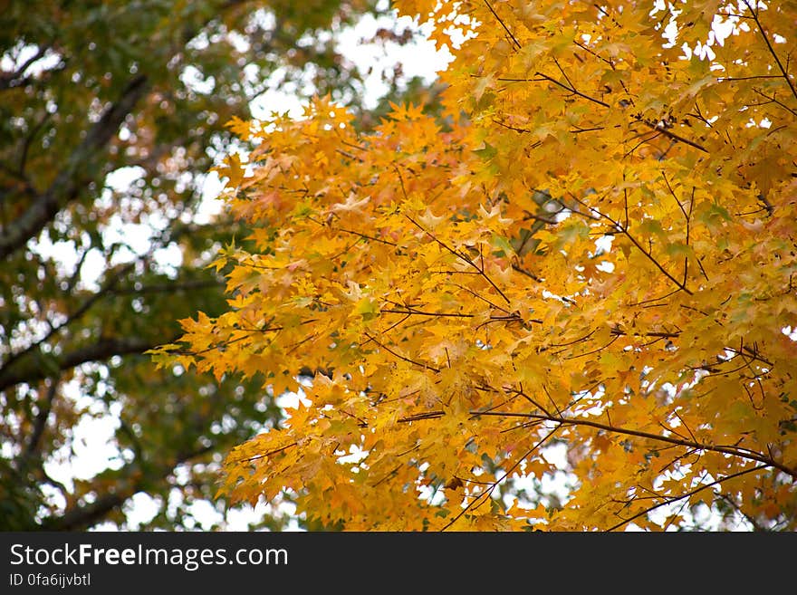 Golden fall foliage on trees on sunny day. Golden fall foliage on trees on sunny day.