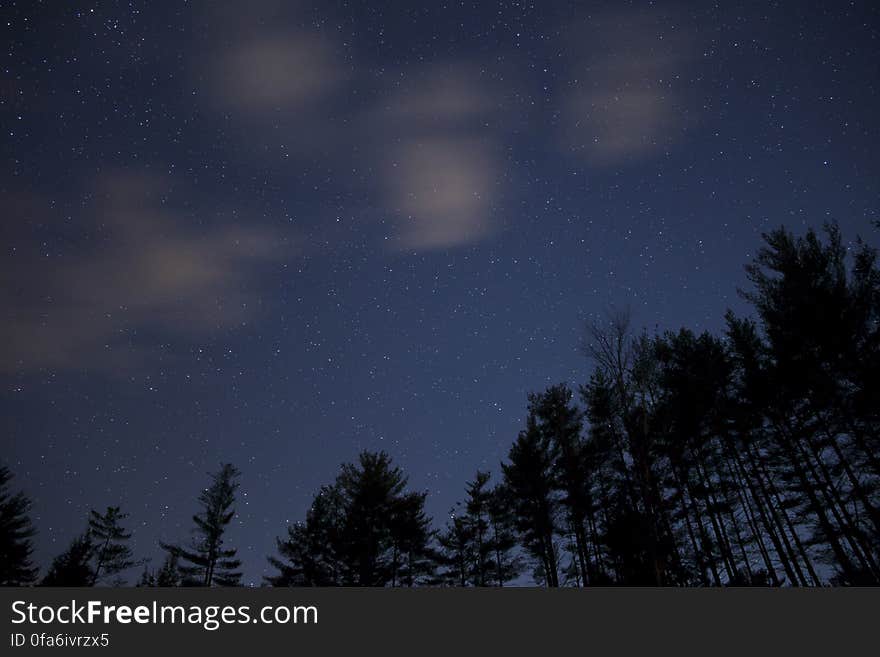 Silhouette of Trees during Night Time