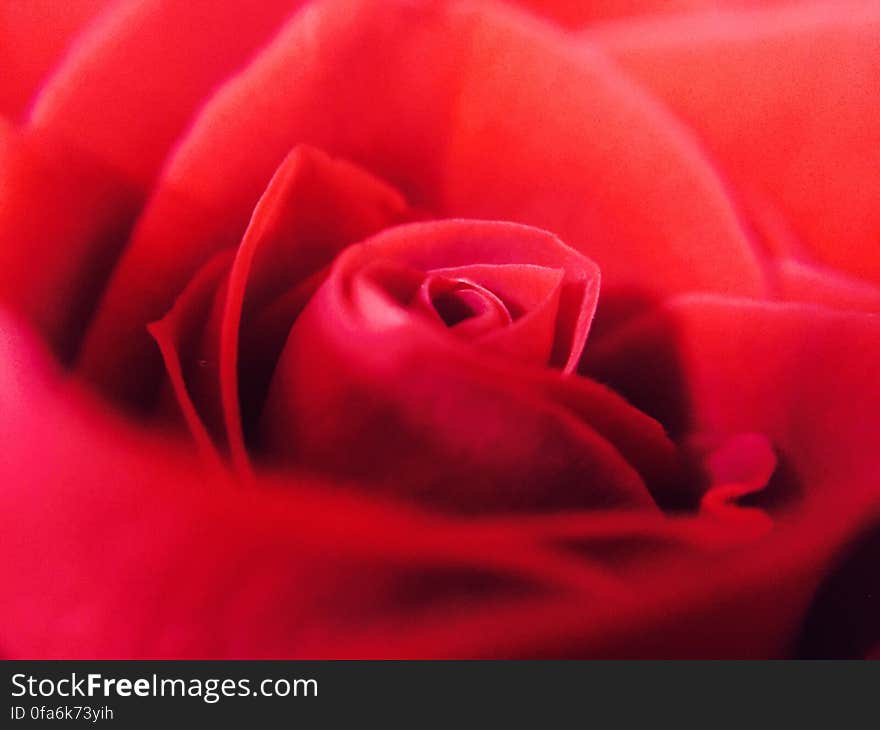 Close-up of Red Rose