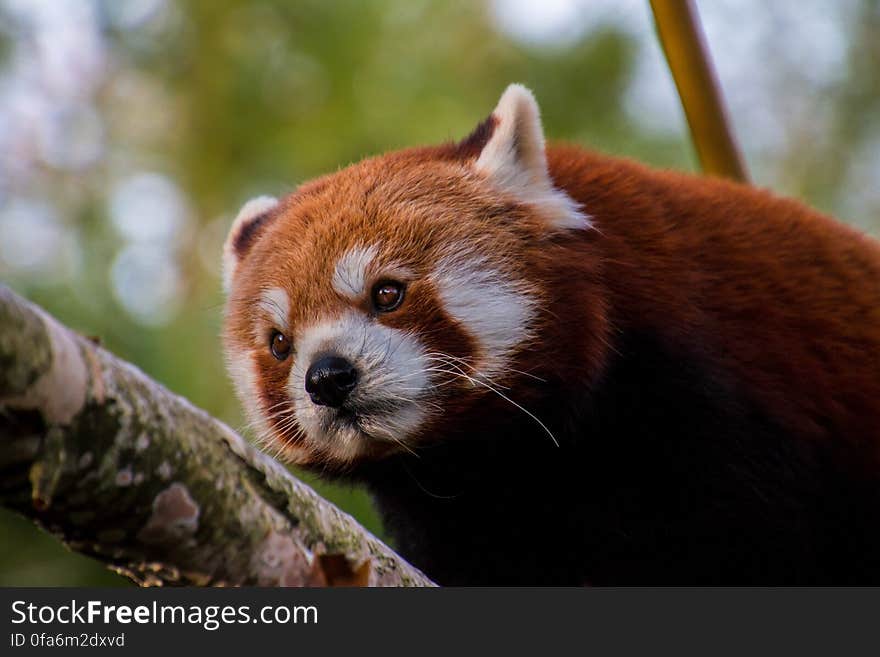 Panda on a Tree