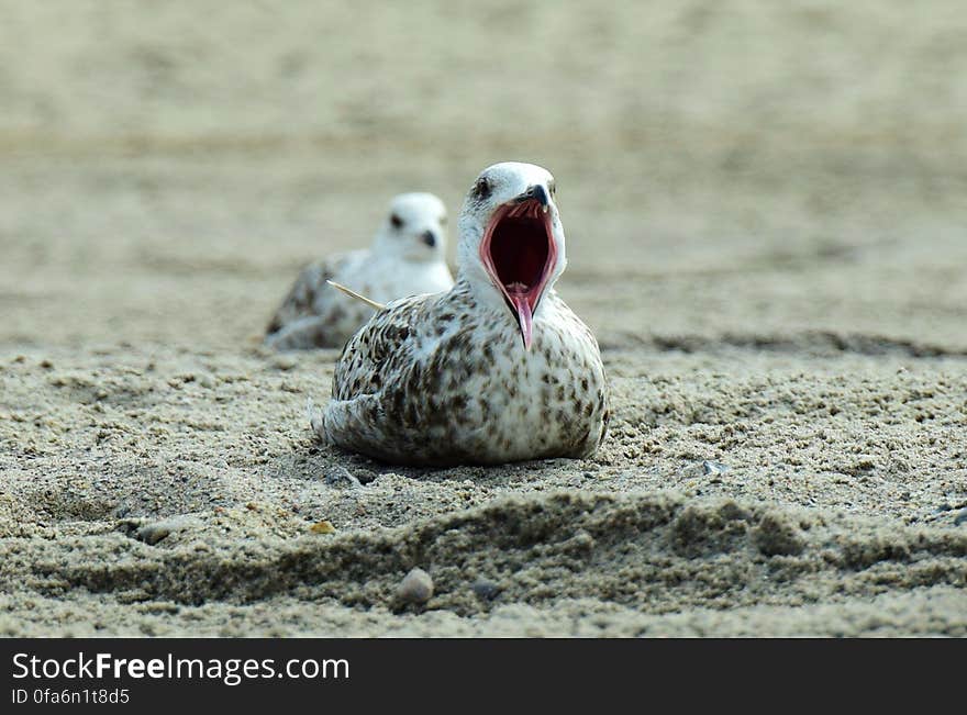 Close-up of Bird on Beach