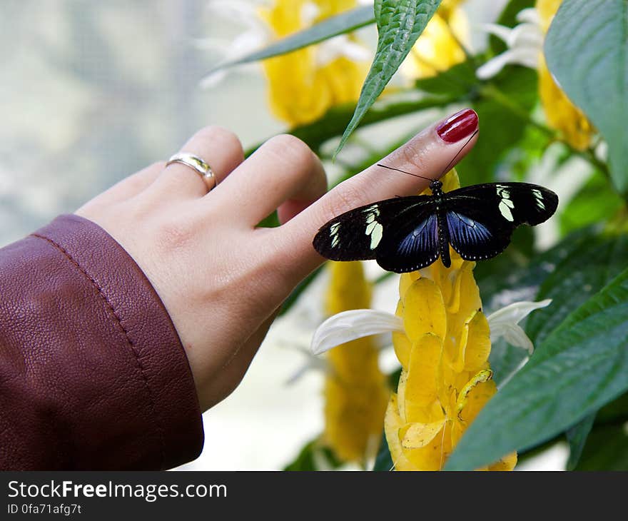 Hand of woman with butterfly on finger, yellow flowers in background.