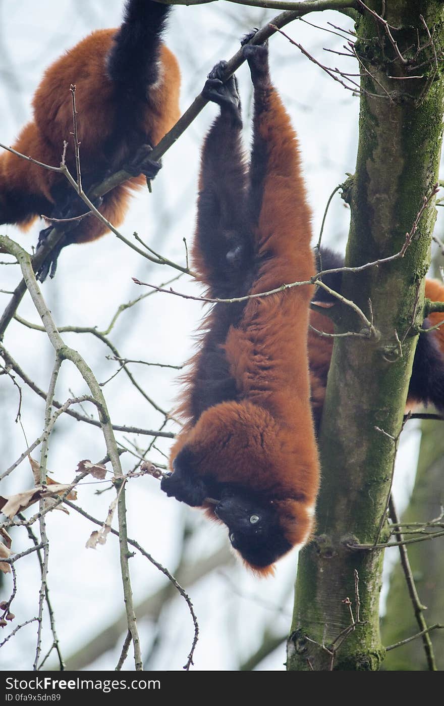 Red-Ruffed Lemur