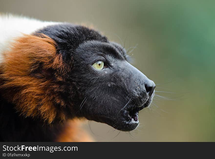 Red-Ruffed Lemur