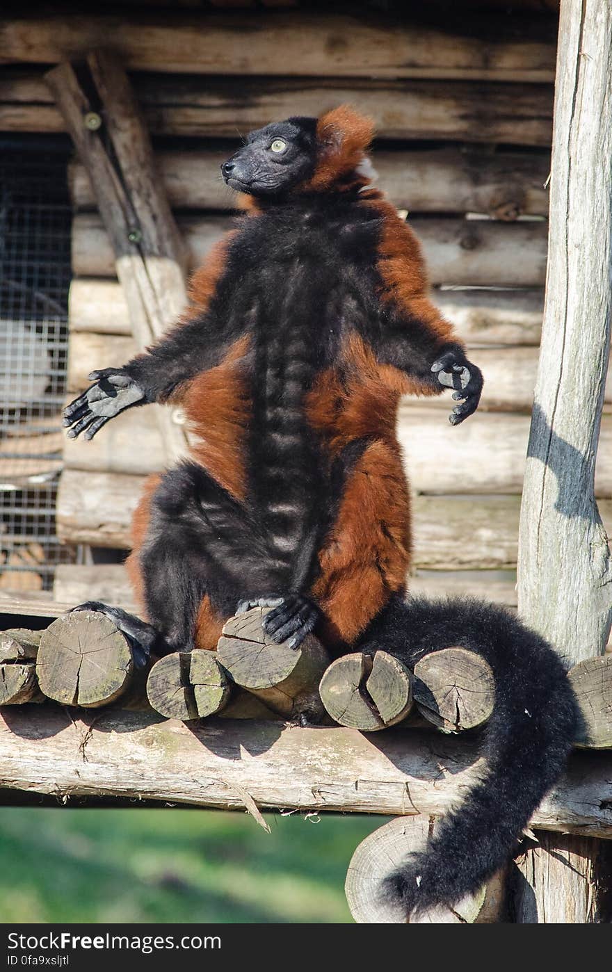 Red Ruffed Lemur