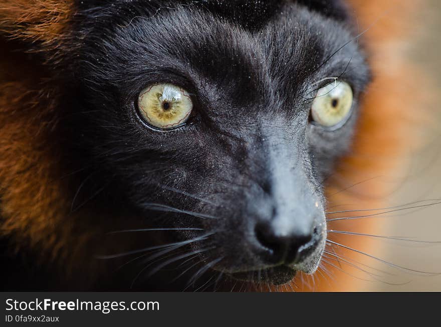 Red Ruffed Lemur