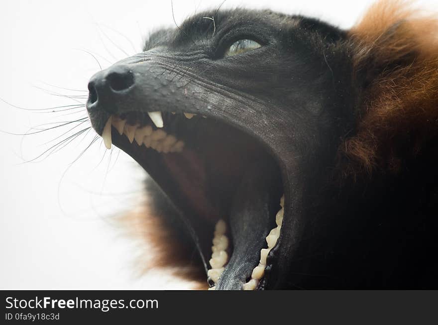 Red-Ruffed Lemur