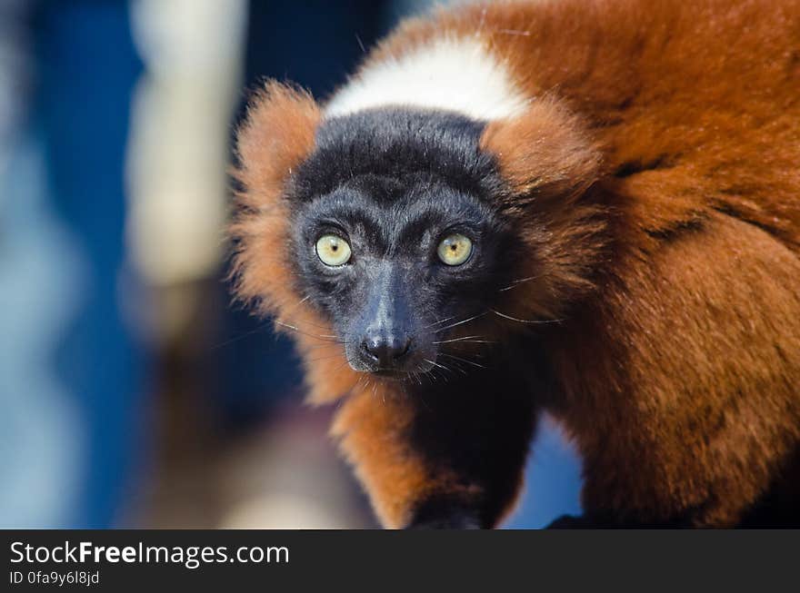 Red-Ruffed Lemur