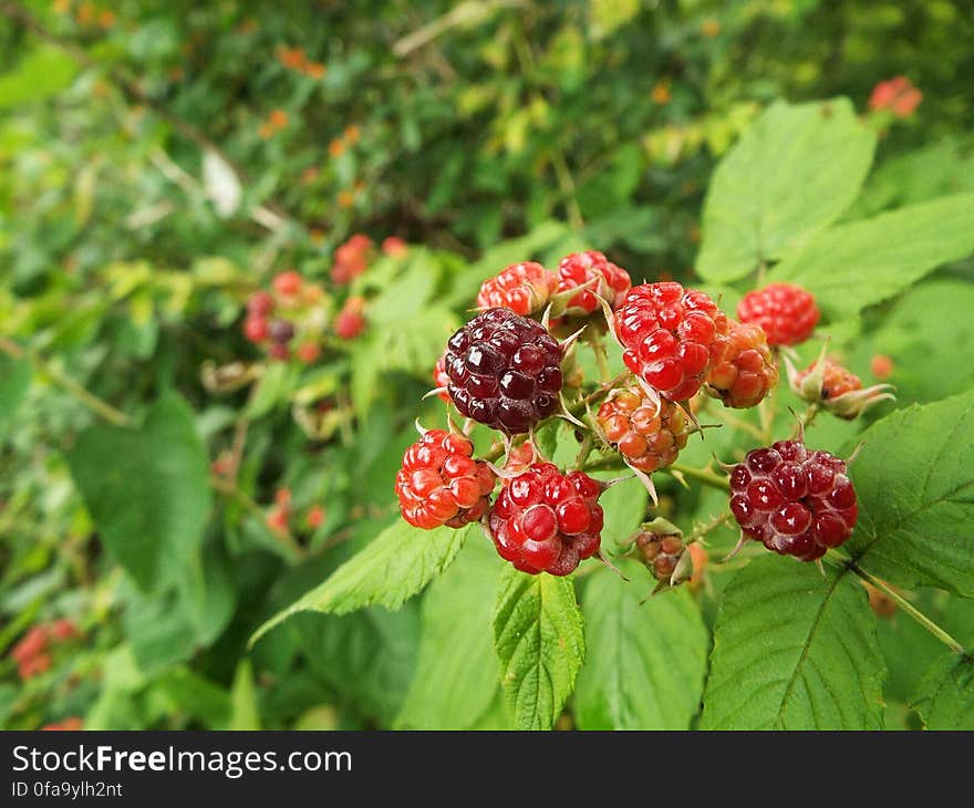 Red ripening black raspberries