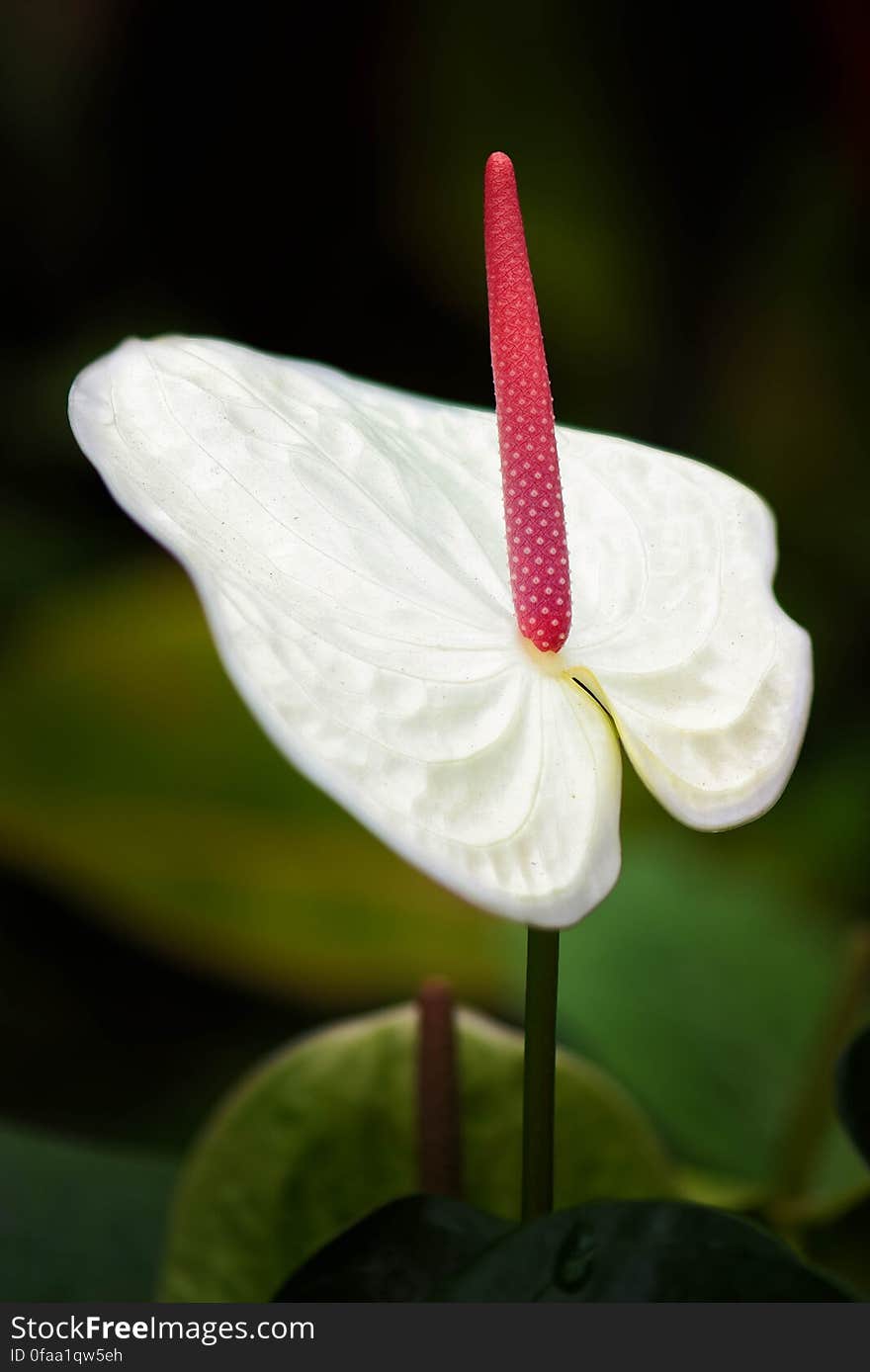 White Anthurium