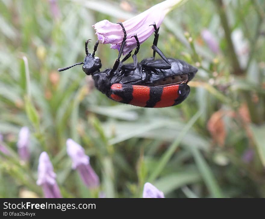 red and black beetle