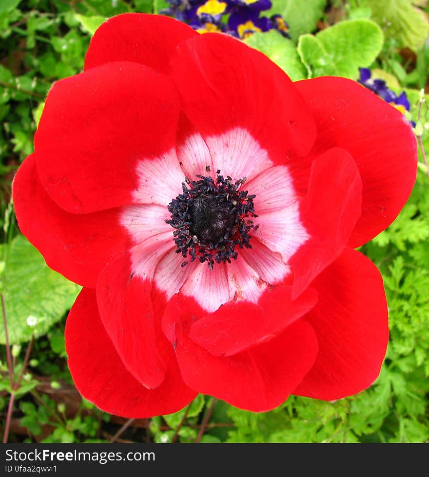 red and white anemone 2