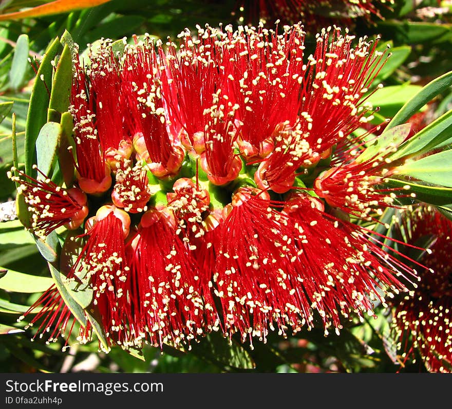 bottle brush