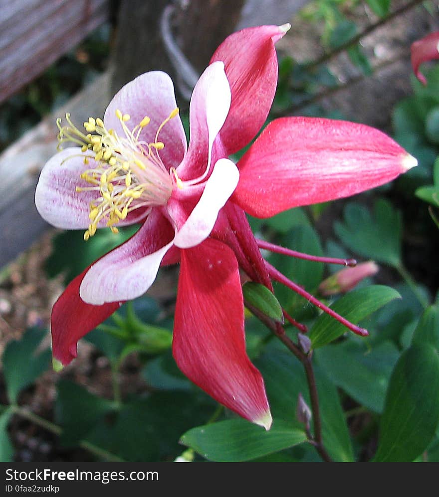 red-and-white columbine