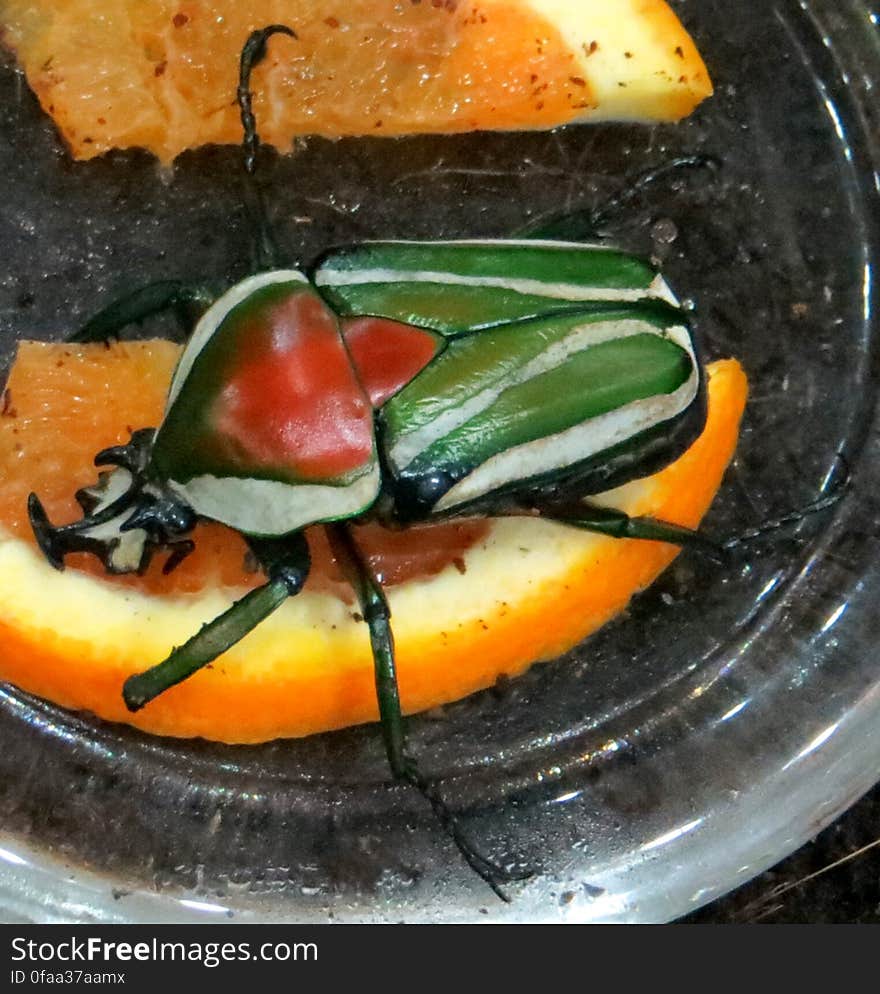 red and green beetle