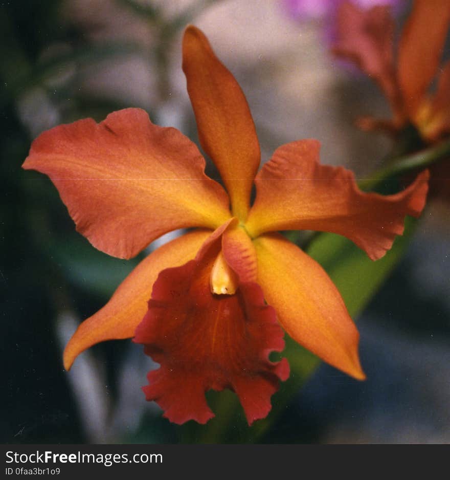 orange-red cattleya orchid