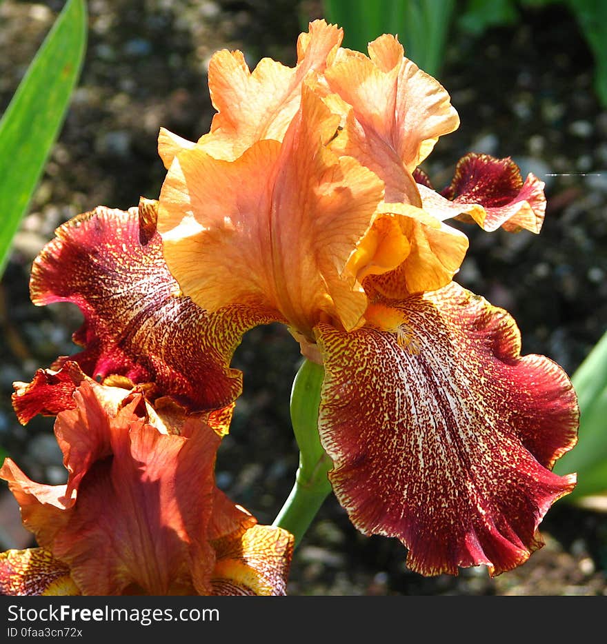 red and orange bearded iris