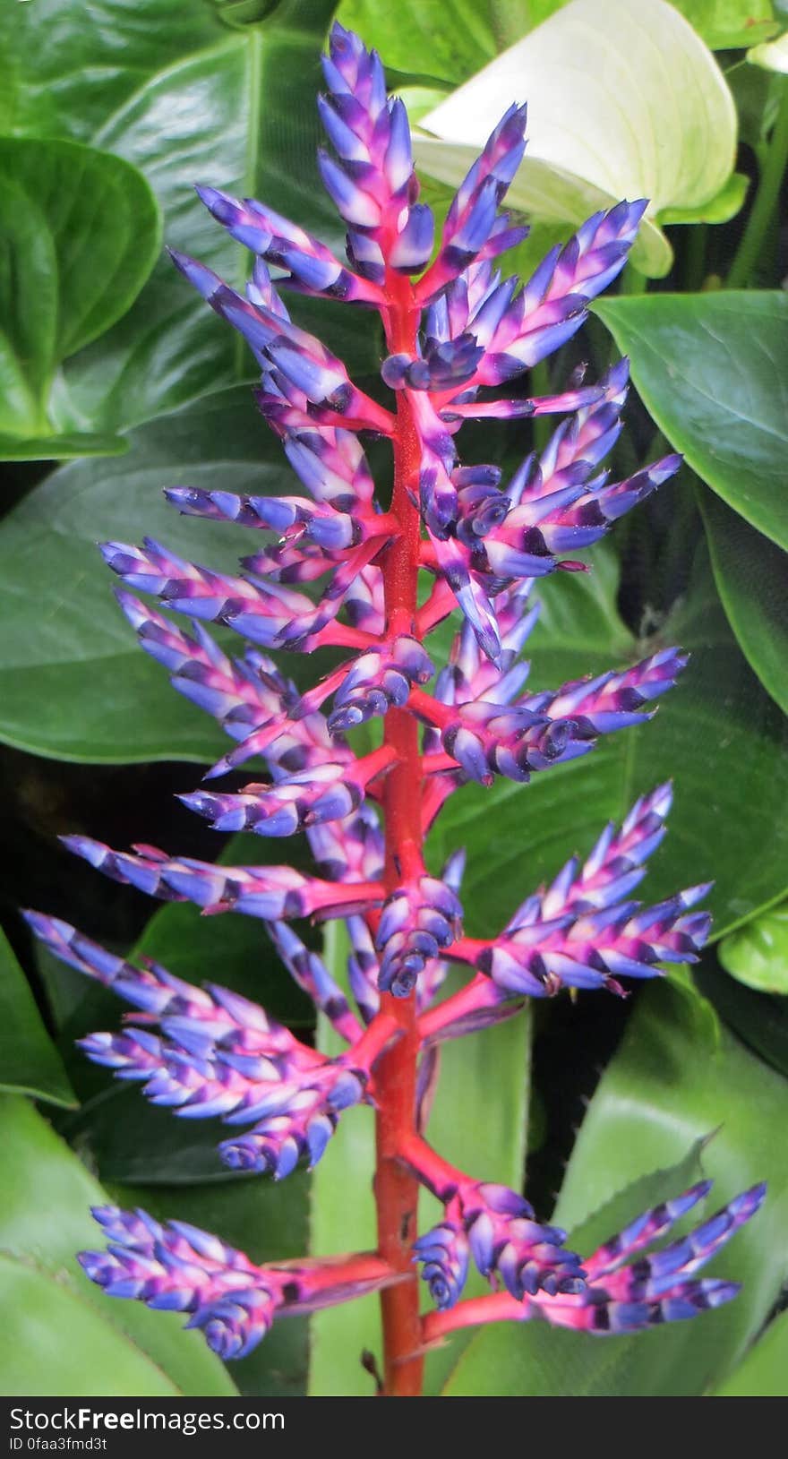 pink-and-blue with red stem