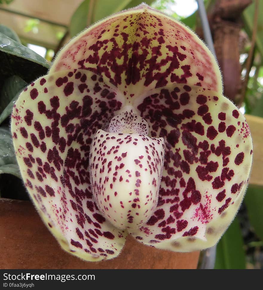 odd-shaped white orchid with dark red spots