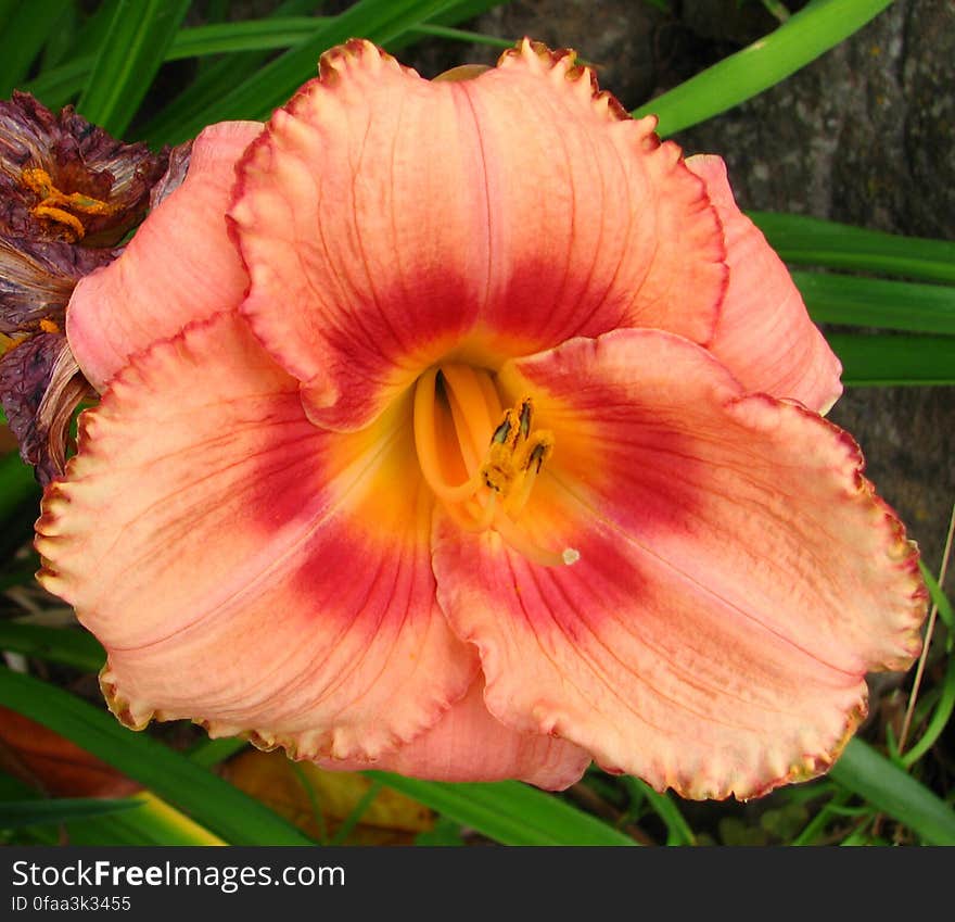 salmon-and-red daylily