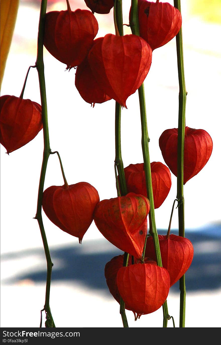 Chinese Lanterns