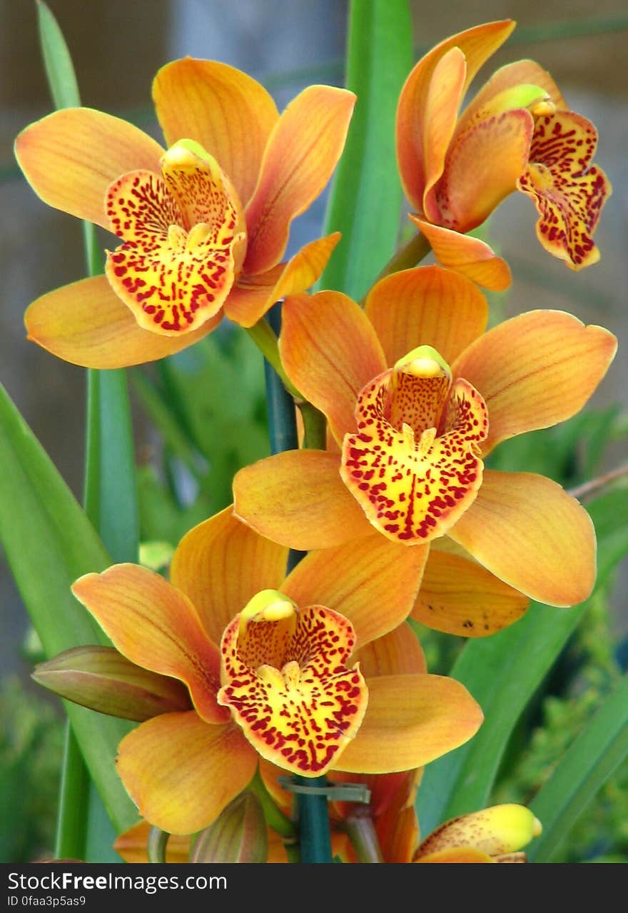 orange orchids with speckled beards